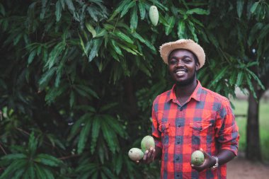 Afrikalı çiftçi organik çiftlikte mango meyvesi gösteriyor. Tarım ya da tarım kavramı