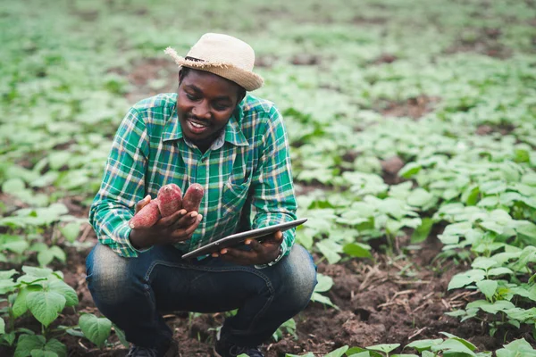 Agricultor Africano Usando Tableta Para Investigación Batata Campo Agrícola Orgánico —  Fotos de Stock