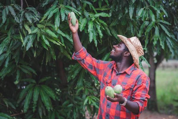 Африканський Фермер Шукає Плоди Манго Органічному Сільськогосподарському Господарстві Або Концепції — стокове фото