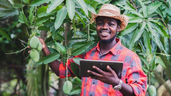 Африканський Фермер Використовує Планшет Досліджень Манго Органічному Сільському Господарстві Або — стокове фото