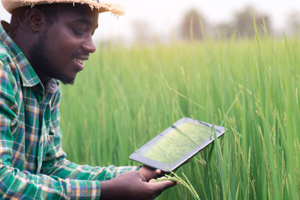 Африканский фермер, использующий планшет для исследования листьев риса на органических сельскохозяйственных полях.