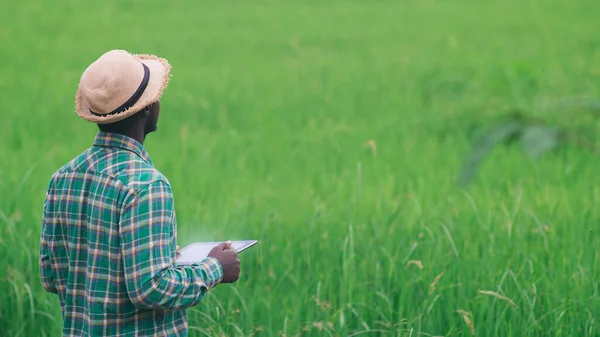Африканський Фермер Використовує Планшет Дослідження Листя Рису Органічній Фермі Field — стокове фото
