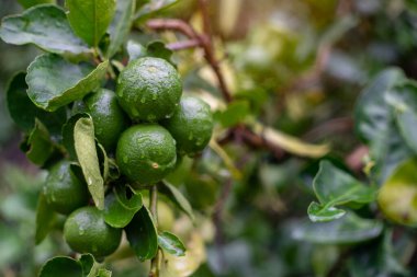 Bahçede taze yeşil limon ağacı
