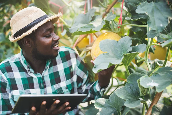 Afrikalı Çiftçi Limonu Organik Tarım Tarım Kavramında Araştırmak Için Tablet — Stok fotoğraf