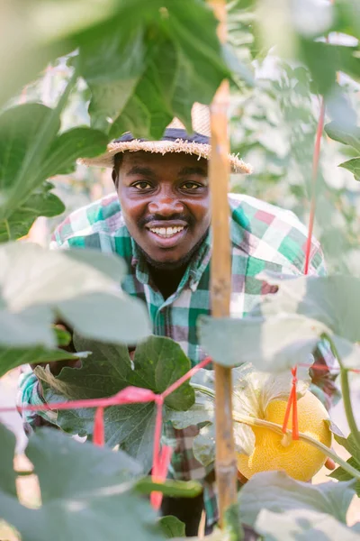 Африканський Фермер Дивиться Лимон Органічну Ферму — стокове фото