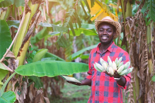 Afrikai Mezőgazdasági Termelő Táblagéppel Kutatja Banánt Biogazdaságban Mezőgazdasági Vagy Termesztési — Stock Fotó