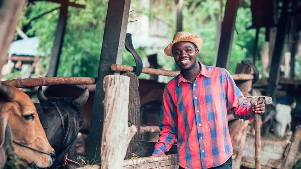 Exploitant Agricole Africain Homme Nourrir Les Vaches Avec Foin Herbe — Photo
