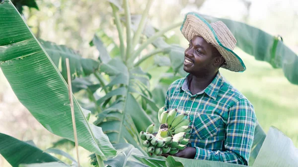 Африканські Фермери Утримують Банан Органічних Фермах — стокове фото