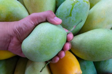 Çiftçinin elinde çiğ mango