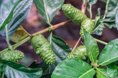 Yeşil yapraklı çiğ Noni Fruits. Büyük Morinda, Hint Mulbery, Morinda citrifolia