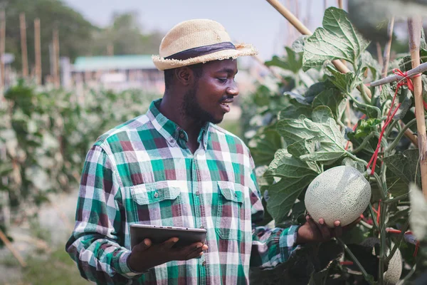 유기농 농장이나 개념에서 레몬을 연구하기 태블릿을 사용하는 아프리카 — 스톡 사진