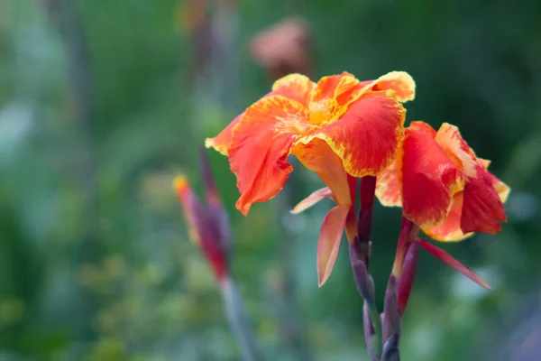 Canna Lily in the garden for background