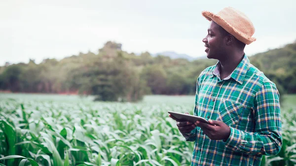 Afrykański Rolnik Kapeluszu Stoi Używa Tabletu Polu Plantacji Kukurydzy — Zdjęcie stockowe