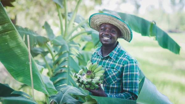 Африканський Фермер Капелюхом Банановій Плантації Field Agriculture Cultivation Concept — стокове фото