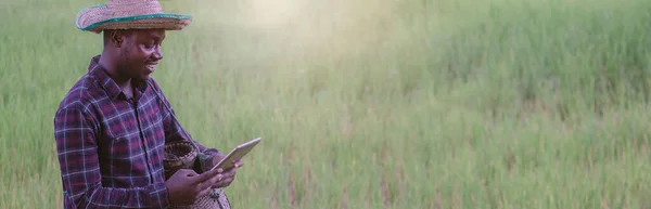 Agricultor Africano Com Chapéu Usando Tablet Campo Plantação Arroz Orgânico — Fotografia de Stock