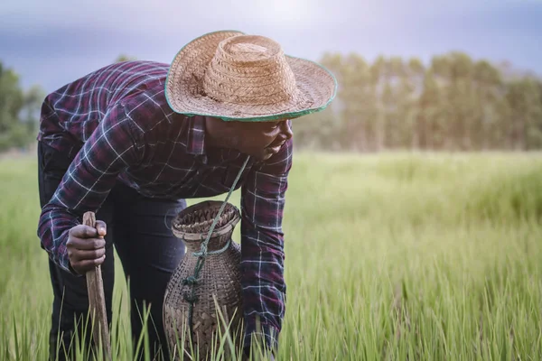 Африканський Фермер Який Працює Лопатою Органічному Рисі Field Agriculture Cultivation — стокове фото