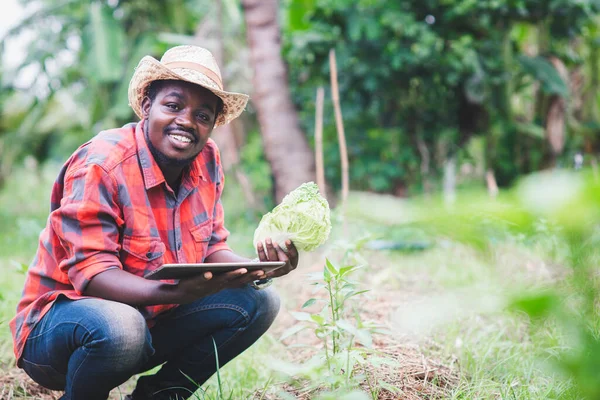 Agricultor Africano Que Utiliza Tableta Para Investigación Col Verduras Granja — Foto de Stock
