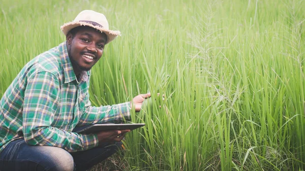 Agricultor Africano Usando Tablet Para Pesquisa Folhas Arroz Campo Fazenda — Fotografia de Stock