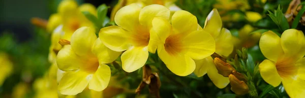 Beautiful yellow flowers of Allamanda, Common allamanda, Golden trumpet, Golden trumpet vine, Yellow bell (Allamanda Cathartica) are blooming on shrub tree in the flower garden