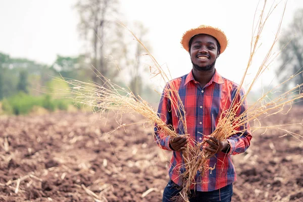 Agricultor Africano Verifica Prepara Solo Para Plantação Conceito Agricultura Cultivo — Fotografia de Stock