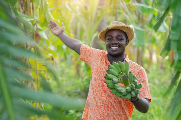 Agricultor Africano Com Chapéu Segurando Banana Crua Campo Plantação Orgânica — Fotografia de Stock