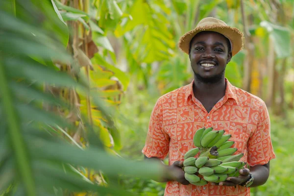 Африканський Фермер Капелюхом Який Тримає Необроблений Банан Органічних Плантаціях Field — стокове фото