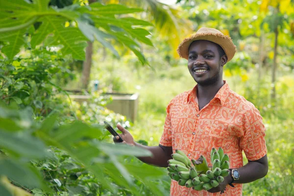Agricultor Africano Com Chapéu Usando Smartphone Campo Plantação Banaba Orgânica — Fotografia de Stock