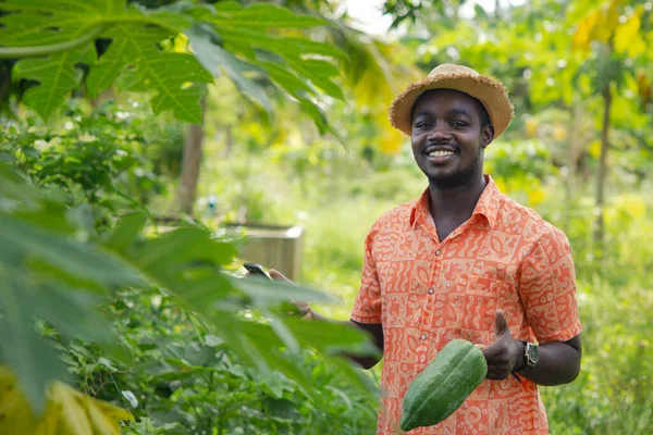 Agricultor Africano Com Chapéu Usando Smartphone Campo Plantação Mamão Orgânico — Fotografia de Stock