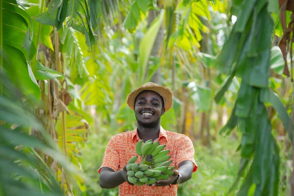 Африканський Фермер Капелюхом Який Тримає Необроблений Банан Органічних Плантаціях Field — стокове фото