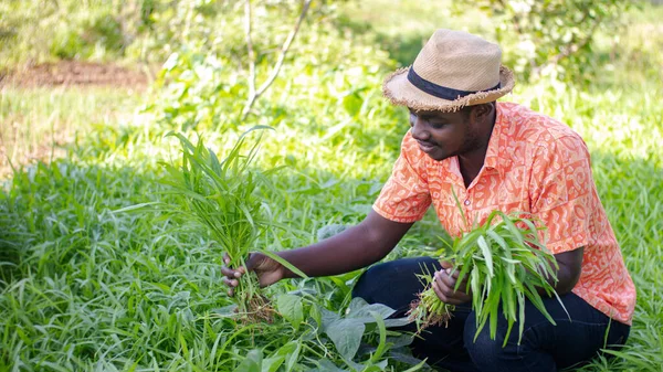 Африканський Фермер Капелюхом Збирає Свіжі Овочі Органічних Плантаціях Field Agriculture — стокове фото