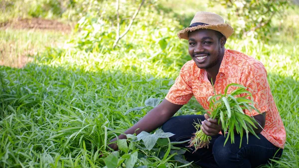 African Farmer Hat Picking Fresh Vegetable Organic Plantation Field Agriculture — Stock Photo, Image