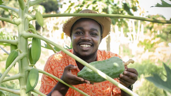 Африканський Фермер Капелюхом Тримає Свіжу Папу Органічних Плантаціях Field Agriculture — стокове фото