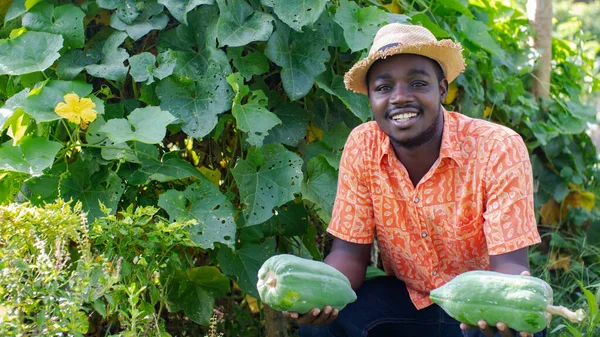 Agricultor Africano Com Chapéu Está Segurando Mamão Fresco Campo Plantação — Fotografia de Stock