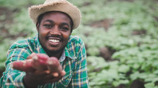 Африканський Фермер Показує Свіжу Солодку Картоплю Органічному Сільськогосподарському Господарстві Або — стокове фото