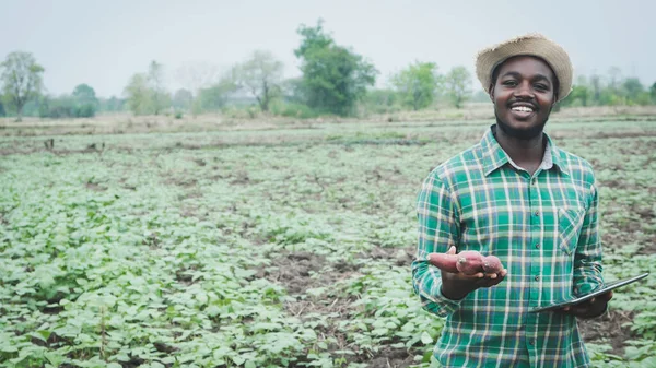 African Farmer Using Tablet Research Sweet Potato Organic Farm Agriculture — Stock fotografie