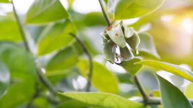 Kızgın karıncalar Ylang-ylang çiçekleri üzerinde güzel güneş ışığıyla