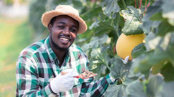 Agricultor Africano Sentado Para Observar Rendimento Crescimento Melões Fazendas Biológicas — Fotografia de Stock