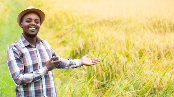 Sukces Afrykańskiego Rolnika Uśmiechającego Się Ekologicznego Gospodarstwa Ryżowego Agrikultura Lub — Zdjęcie stockowe