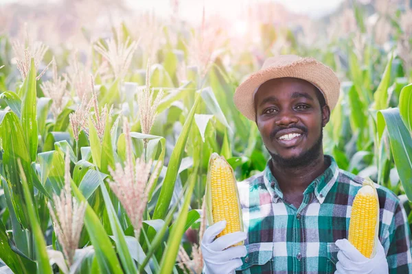 African Farmer Holding Corn Organic Plantation Field Agriculture Cultivation Concept — Stock Photo, Image