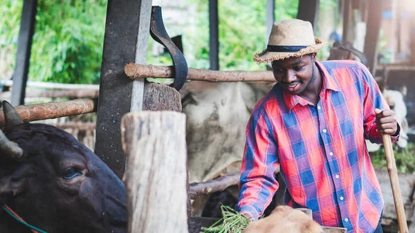 African Man Farmer Standing Feeding Cow Industry Farm Agriculture Cultivation — Stock Photo, Image