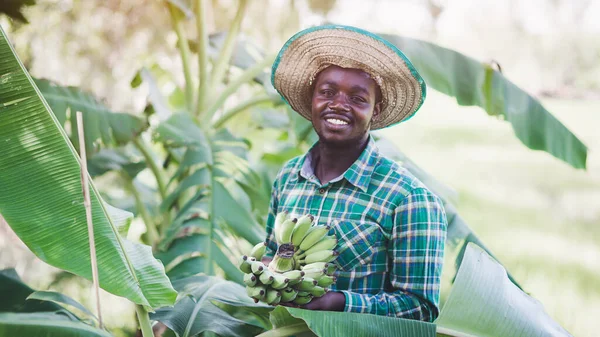 African Farmer Happily Working His Organic Banana Plantation Farm Agriculture — Stock Photo, Image