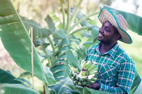 Африканский Фермер Удовольствием Работает Своей Органической Банановой Плантации Farm Agriculture — стоковое фото
