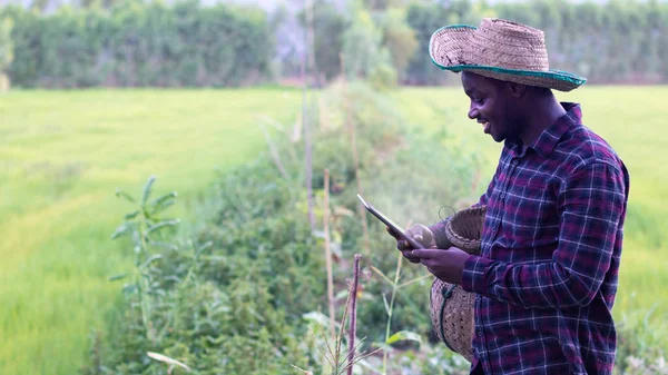 African Farmer Happily Working His Farm Using Tablet Agriculture Cultivation — Stock Photo, Image
