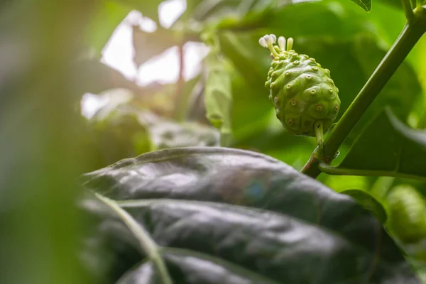 Crudo Noni Frutta Foglia Verde Grande Morinda Mulberia Indiana Morinda — Foto Stock