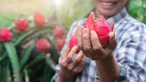 Kobieta Rolnik Szczęśliwie Trzyma Smocze Owoce Gospodarstwie Ekologicznym Koncepcja Rolnictwa — Zdjęcie stockowe