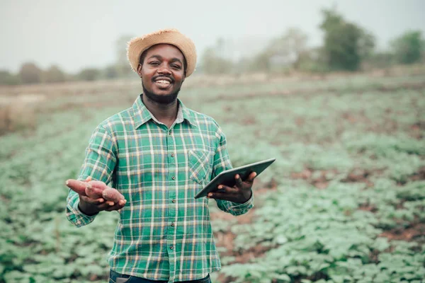 Africký Farmář Drží Čerstvé Sladké Brambory Ekologické Farmě Použitím Tablet — Stock fotografie