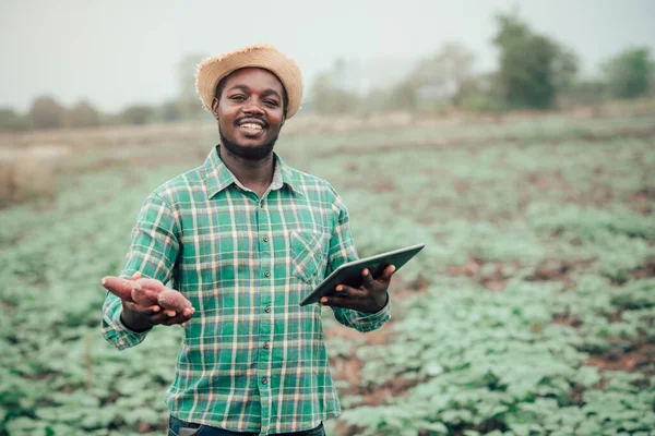 Afrikansk Bonde Man Som Håller Färsk Sötpotatis Ekologisk Gård Med — Stockfoto