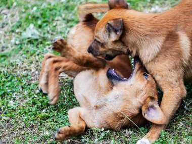 Köpekler çimlerin üzerinde vahşice savaşıyor..
