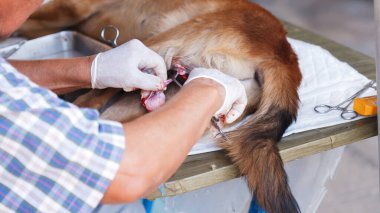 Veteriner, masada anestezi edilen bir erkek köpeği kısırlaştırmak için ameliyat etti.