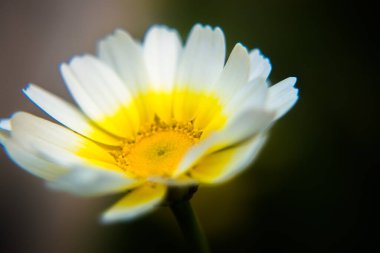 Beyaz Meksika ayçiçeği otu (Tithonia diversifolia). Seçici odaklı sarı taç yaprakları.